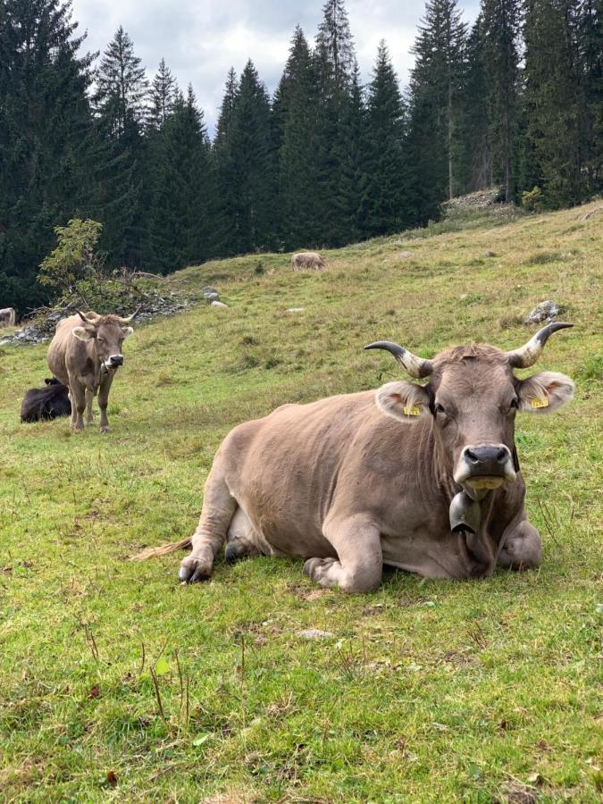 Fewo Gotschna Haus Bargis Klosters Zewnętrze zdjęcie